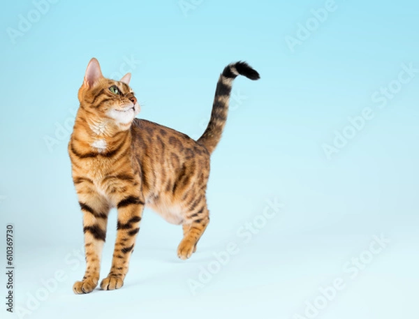 Fototapeta Bengal cat in a photo studio on a blue background.