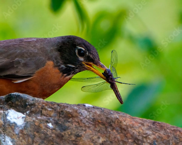 Fototapeta American Robin Photo and Image.  Head close-up side view, standing on a rock eating a dragonfly with green background in its environment.