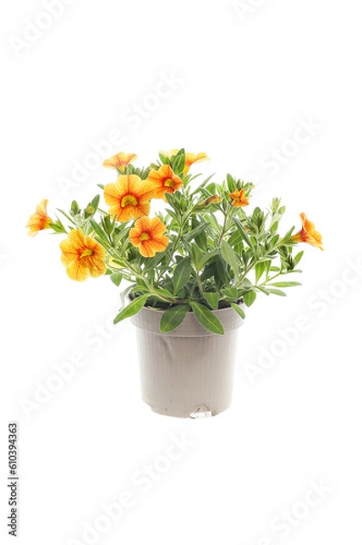 Obraz Calibrachoa in a pot