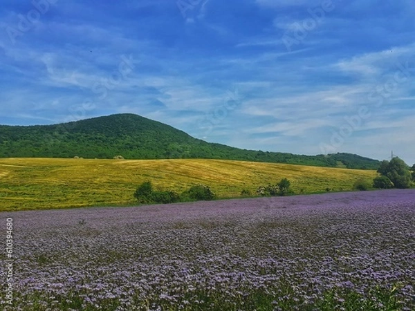 Obraz lavender field in the spring