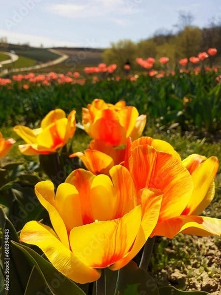 Obraz red and yellow tulips