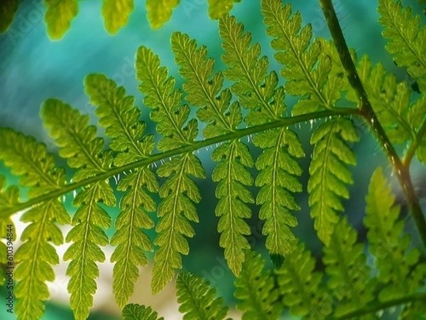 Obraz green fern leaf