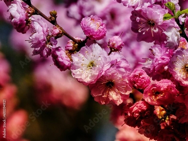 Obraz pink cherry blossom