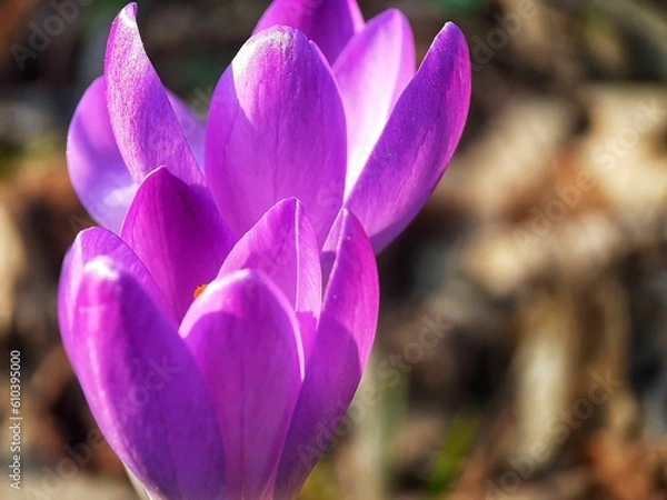 Obraz purple crocus flower