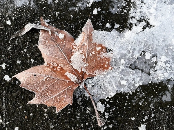 Obraz leaf in snow