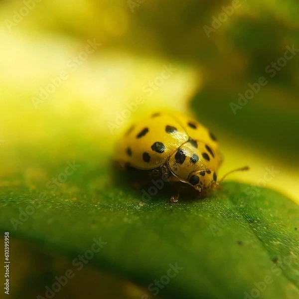 Obraz ladybug on green leaf