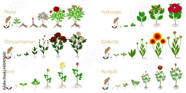 Obraz Set of flower growth cycles on a white background.