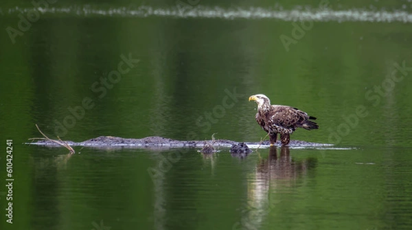 Obraz Bald Eagle Standing in an Emerald Pond near the Chesapeake Bay