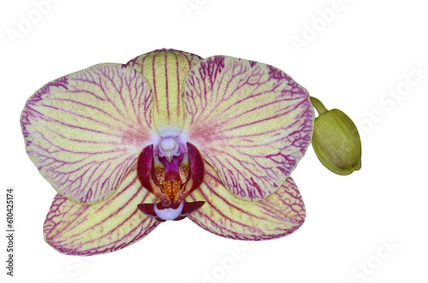 Fototapeta Phalaenopsis orchid, moth orchid, butterfly, anggrek bulan or moon orchid. Selective focus. Isolated and cut out.