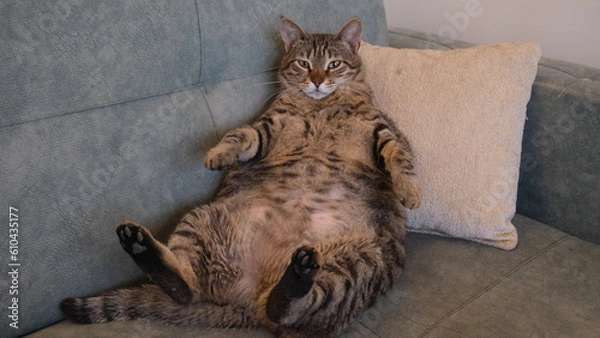 Obraz fat brown tabby cat is sleeping on the sofa