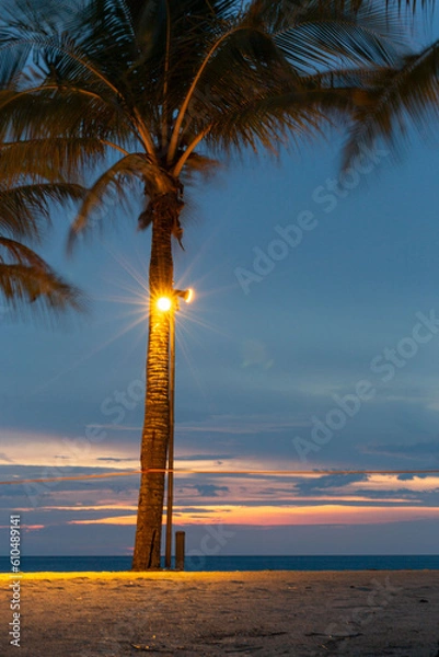 Obraz Coconut tree on the sunset beach