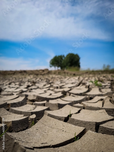 Fototapeta Dried cracked earth ground in the desert and green tree and grass in the background.  Photo from the phone. Background, wallpaper,  ground texture