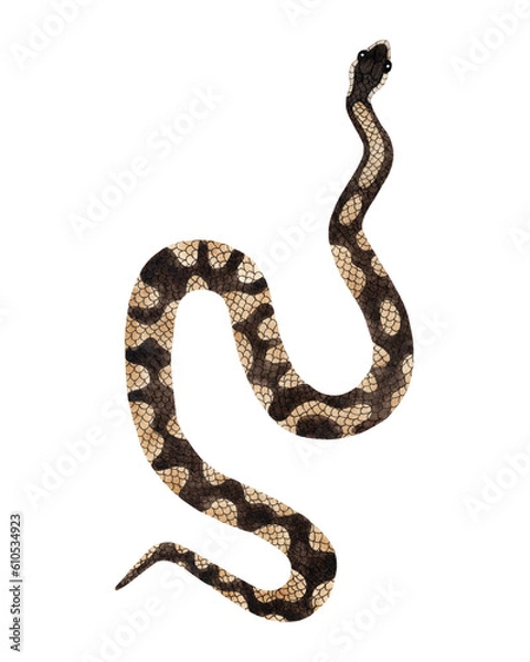 Fototapeta Watercolor Royal or Ball Python Snake illustration. Isolated on transparent background. Watercolour reptile top view