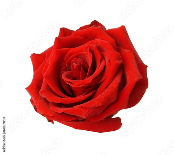 Fototapeta Beautiful fresh red rose isolated on white