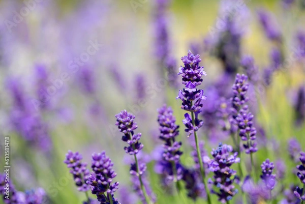 Fototapeta Spring lavender flowers under sunlight. Lilac flowers close up. Beautiful landscape of nature with a panoramic view. Hi spring. long banner