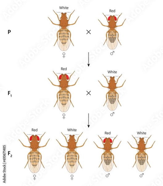 Fototapeta X-linked inheritance. Сross between White-eyed female Fruit Fly (Drosophila melanogaster) and Red-eyed male.