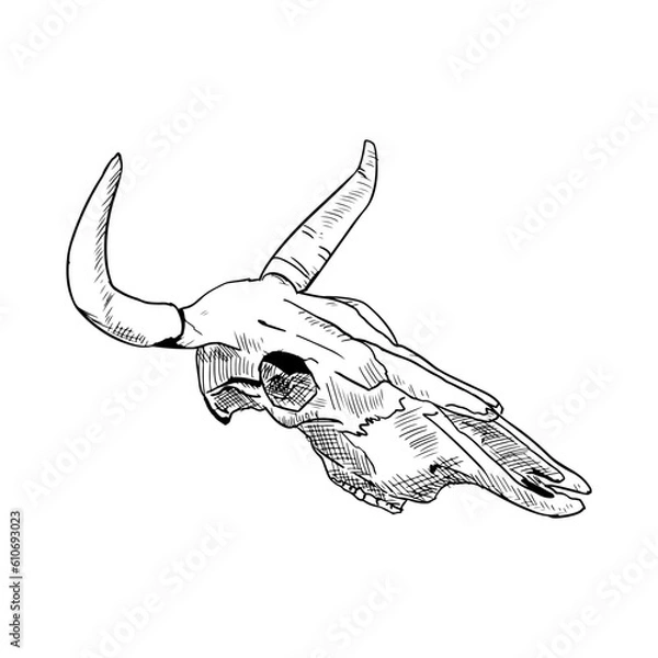 Fototapeta Cow skull. Vector illustration. Isolated object on a white background. Hand-drawn style.