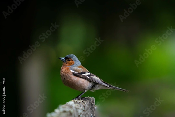 Fototapeta robin on a branch