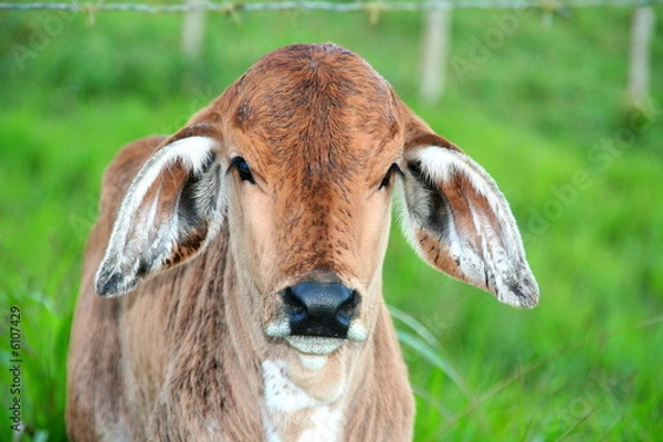 Obraz Veau