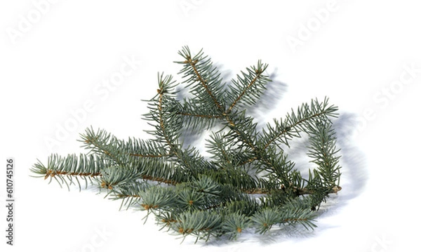 Fototapeta Image of a spruce branch on a white background.