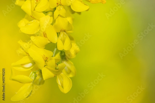 Obraz Golden chain flowers, space for text