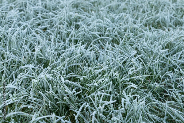 Obraz Close-up of a frosty grass