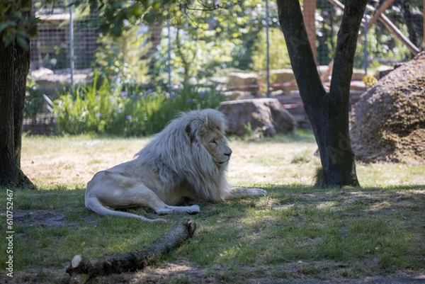 Fototapeta Weißer Löwe
