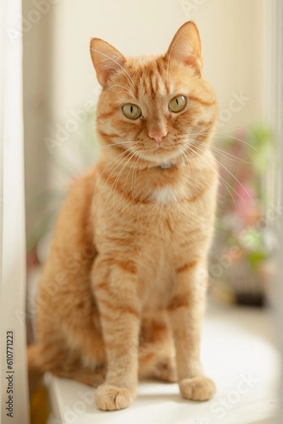 Fototapeta portrait of a domestic red cat, an ordinary cat sits on a windowsill