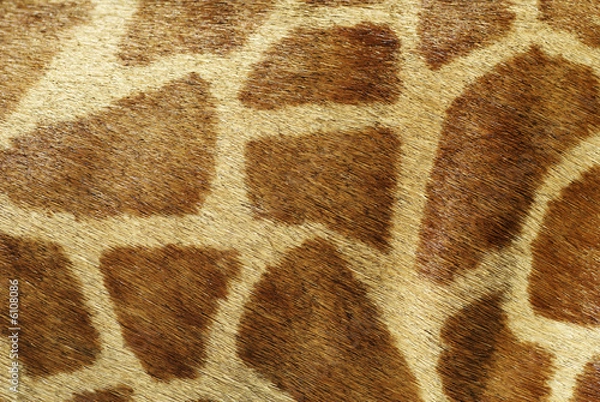 Obraz Giraffe Background