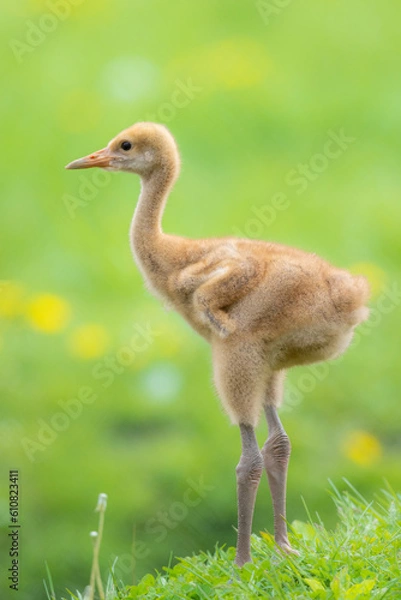 Obraz 北海道にいるタンチョウの雛