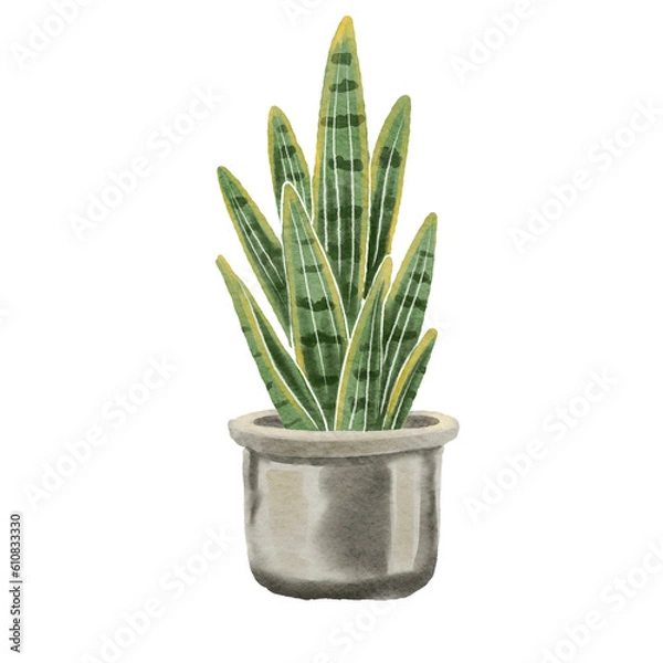 Obraz Dracaena trifasciata