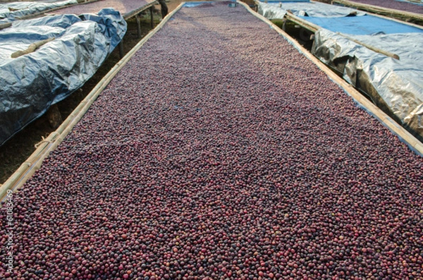 Obraz Drying coffee berries