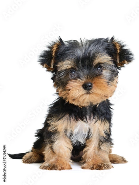 Obraz yorkshire terrier