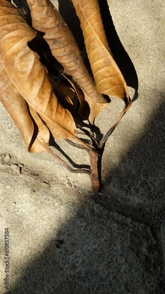 Obraz dry leaf closed up photography for background