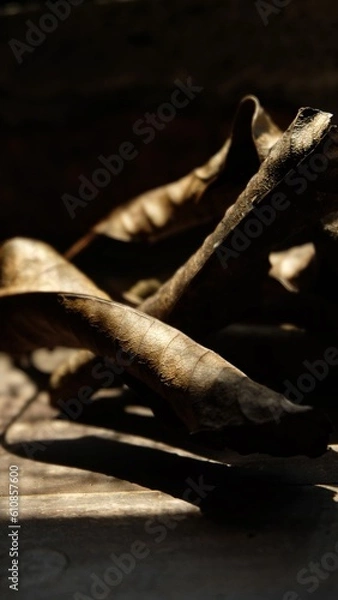 Obraz dry leaf closed up photography for background