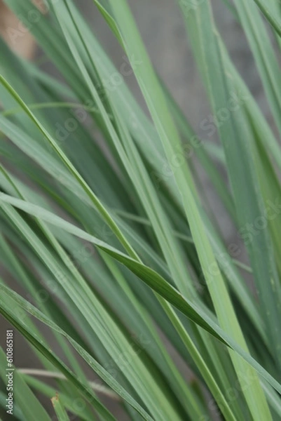 Obraz lemon green grass background closed up in backyard