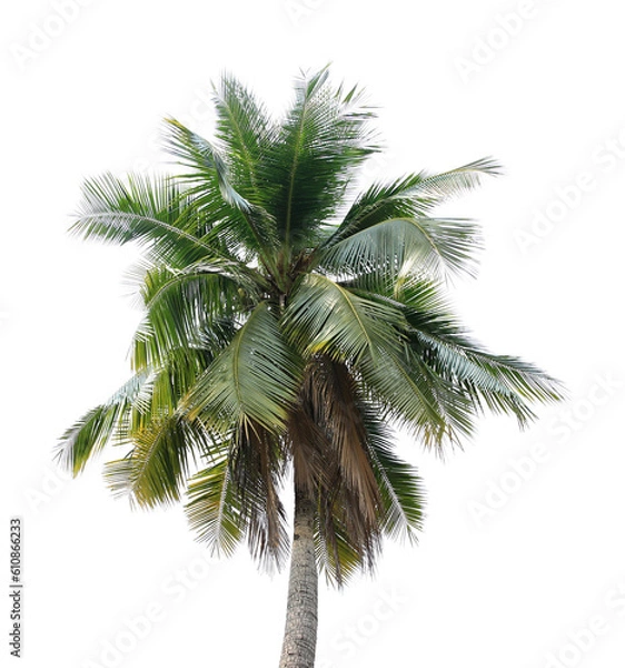 Fototapeta coconut palm tree on transparent background png file