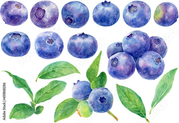 Obraz さまざまなブルーベリーの水彩画イラスト　素材集