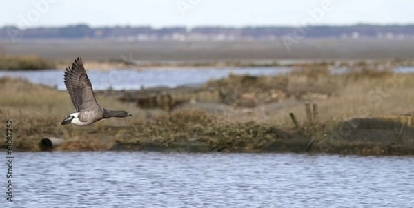 Obraz tonne de chasse au gibier d'eau, bassin d'arcachon