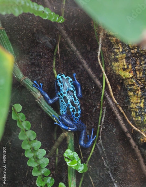 Obraz Poison dart frog (Dendrobates azureus)