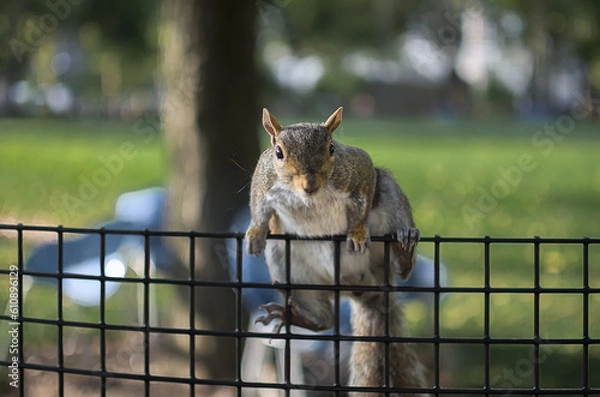 Obraz squirrel climbing over a fence