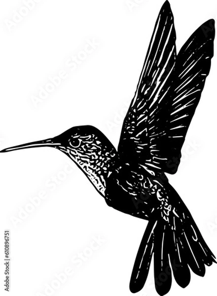 Obraz hummingbird illustration vector 