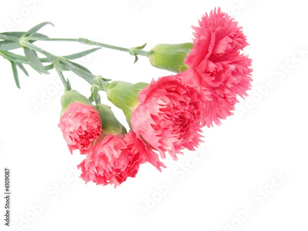 Obraz carnations