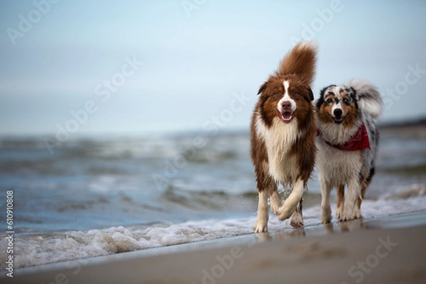 Fototapeta Australian Shepherd dog runs happily on a sandy beach by the Baltic Sea