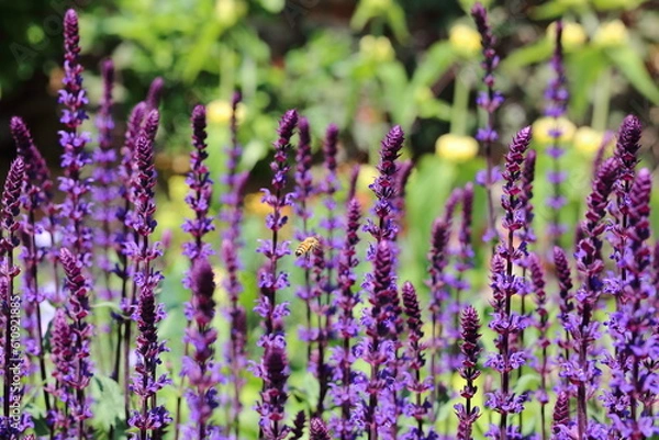 Obraz Bees on flower