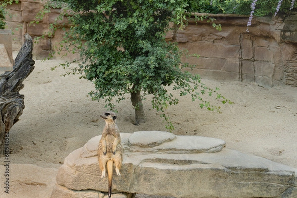 Fototapeta meerkat sits on a rock and keeps watch