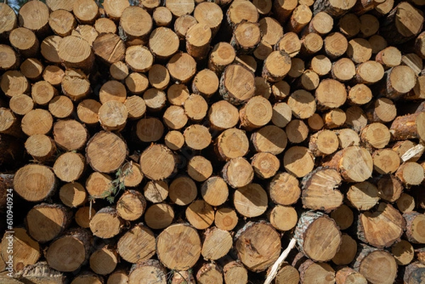Fototapeta Log stacks. Forest pine and spruce trees. Log trunks pile, the logging timber wood industry.