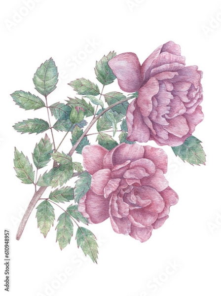 Obraz Hand drawn rose branch with two large flowers and leaves. Botanical watercolor illustration for print images, postcards, design and more.