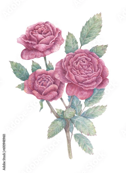 Obraz Hand drawn rose branch with three large flowers and leaves. Botanical watercolor illustration for print images, postcards, design and more.