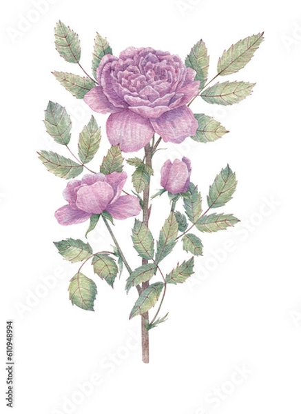 Obraz Hand-drawn rose branch with a large flower and two buds. Botanical watercolor illustration for print images, postcards, design and more.
